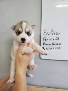grey and white husky puppy