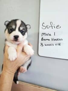grey and white husky puppy
