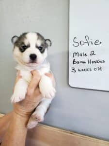grey and white husky puppy