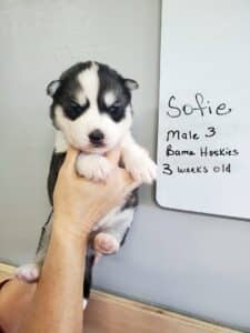 black and white husky puppy
