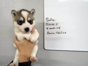 grey and white husky puppy