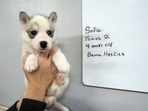 grey and white husky puppy