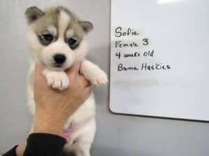 grey and white husky puppy