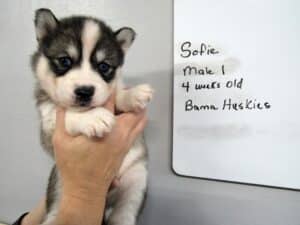 diluted black and white husky puppy