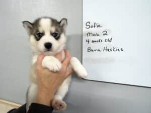 grey and white husky puppy