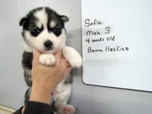 diluted black and white husky puppy