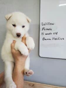 white husky puppy