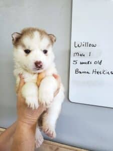 red and white husky puppy