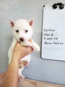 white husky puppy
