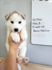 grey and white husky puppy