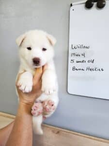 white husky puppy