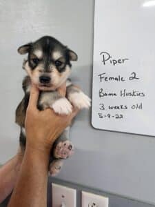 agouti husky puppy for sale