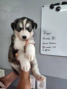agouti husky puppy for sale