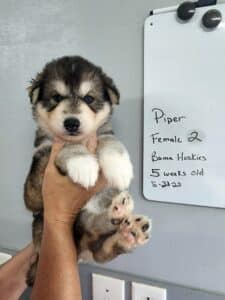 agouti husky puppy for sale