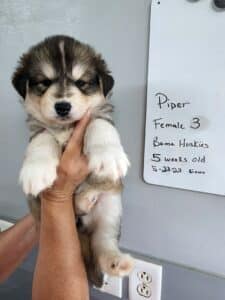 agouti husky puppy for sale