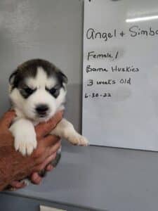 grey and white husky puppy for sale