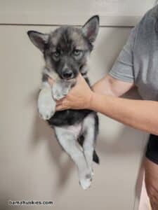 agouti female husky puppy for sale