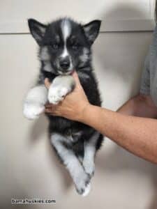 black and tan husky puppy for sale