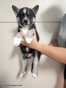 black and tan husky puppy for sale