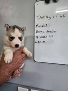 grey and white husky puppy for sale