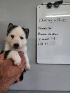 black and white husky puppy for sale