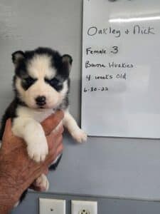 black and white husky puppy for sale