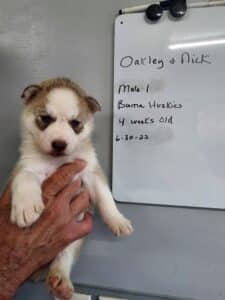 red and white husky puppy for sale