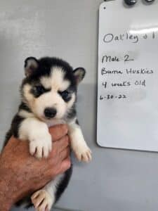 black and white husky puppy for sale
