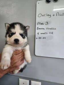 grey and white husky puppy for sale