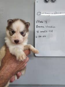 red and white husky puppy for sale