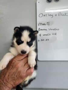 black and white husky puppy for sale