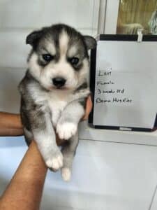 agouti husky puppy for sale