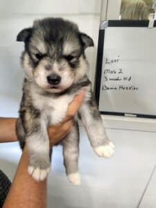 agouti husky puppy for sale