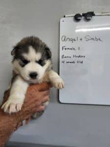 grey and white husky puppy for sale