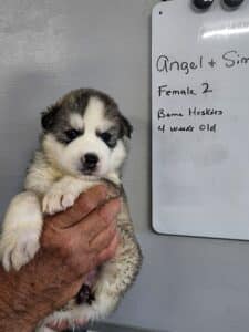 grey and white husky puppy for sale