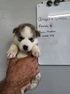 grey and white husky puppy for sale