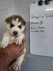 red and white husky puppy for sale