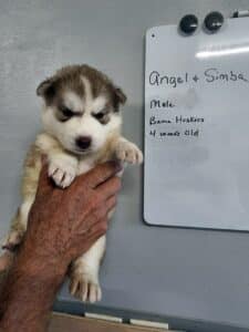 red and white husky puppy for sale