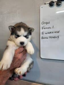 grey and white husky puppy for sale