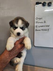 grey and white husky puppy for sale