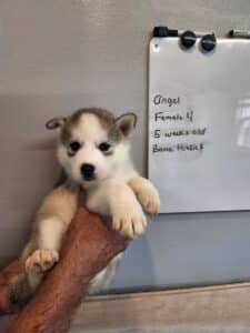 grey and white husky puppy for sale