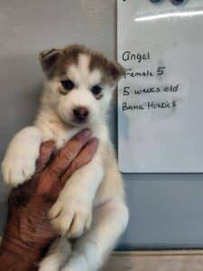 red and white husky puppy for sale