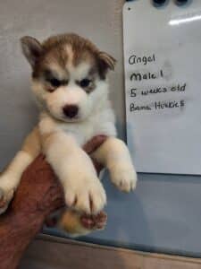 red and white husky puppy for sale