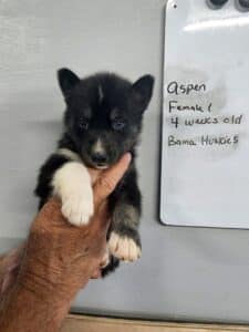 black and white husky puppy for sale