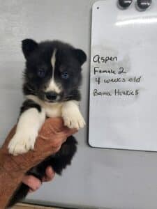black and white husky puppy for sale