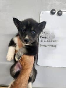 black and white husky puppies for sale