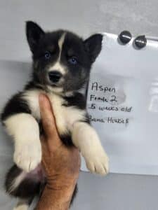 black and white husky puppies for sale