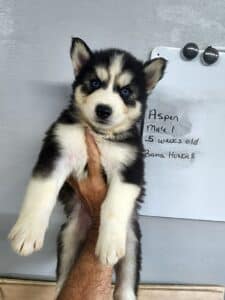 black and white husky puppies for sale