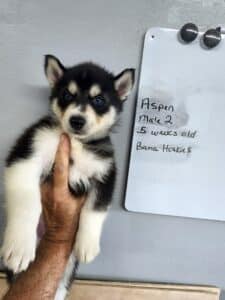black and white husky puppies for sale
