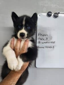 black and white husky puppies for sale